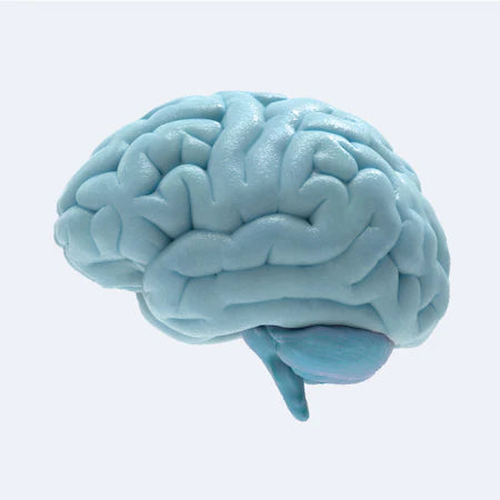Brain