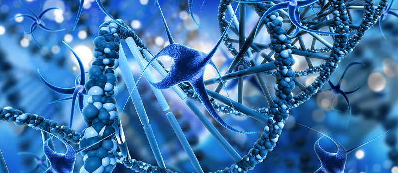 DNA Repair